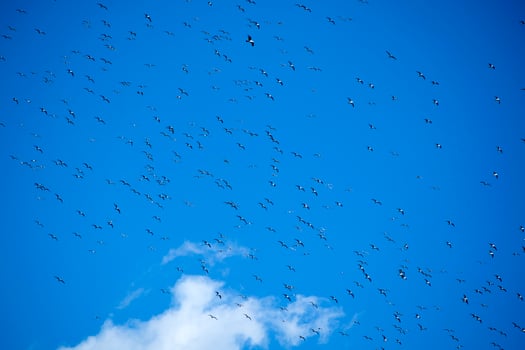 Flock of seagulls in blue sky photo