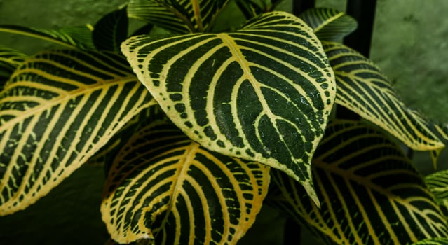 picture of leaves from a plant called Aphelandra squarrosa Nees, from the genus of Acanthaceae, or also known as Zebra Plant photo