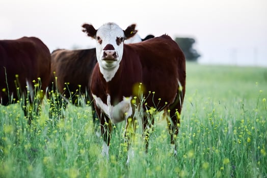 Cattle in Argentine countryside, Buenos Aires Province, Argentina. photo