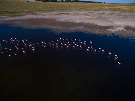 Flamingos in patagonia , Aerial View photo