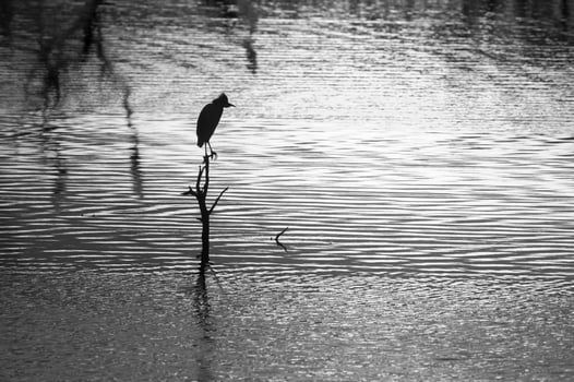 Great White Egret at sunset landscape, La Pampa, Province, Patagonia, Argentina. photo