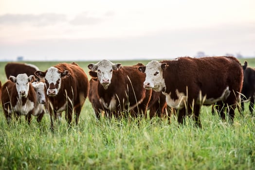 Cattle in Pampas landscape at dusk, Patagonia, Argentina photo