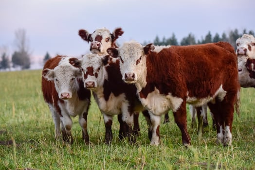Cattle in Pampas landscape at dusk, Patagonia, Argentina photo