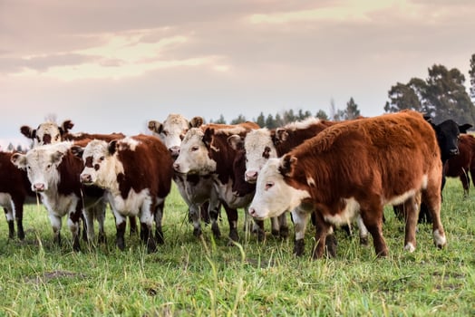 Cattle in Pampas landscape at dusk, Patagonia, Argentina photo