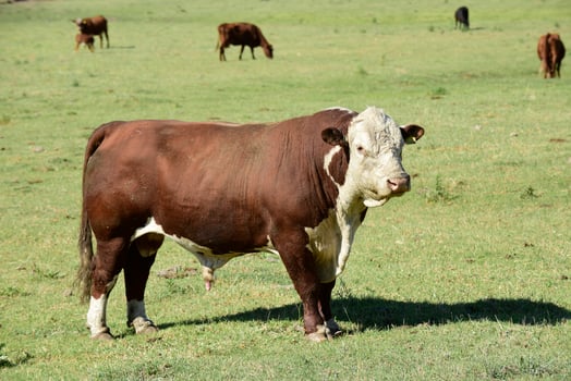 Bull in Argentine countryside, Buenos Aires Province, Argentina. photo