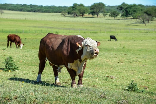 Bull moaning in Argentine countryside, La Pampa, Argentina photo
