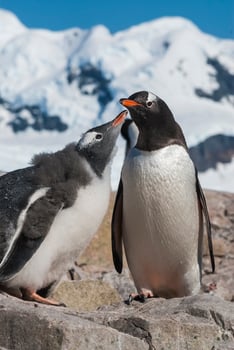 Gentoo Penguin, Pygoscelis papua,Neko Harbour,Antartica Peninsula. photo