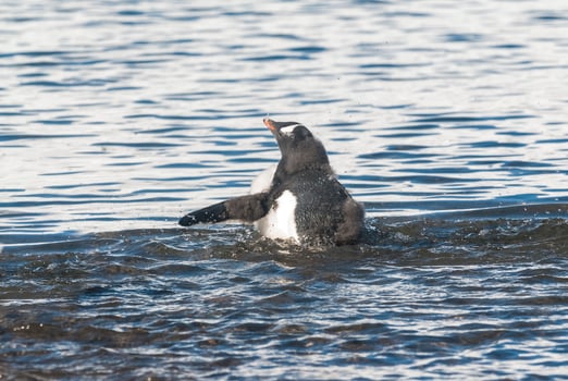 Gentoo Penguin,on an antarctic beach, Neko harbour,Antartica photo