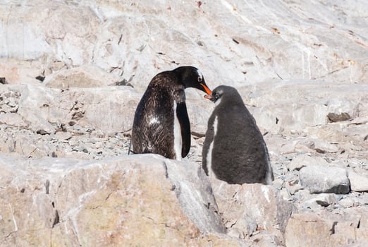 Gentoo Penguin,on an antarctic beach, Neko harbour,Antartica photo
