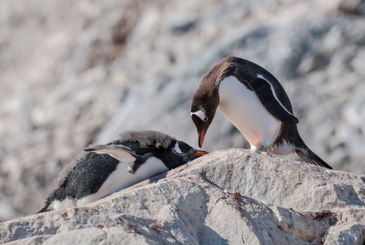 Gentoo Penguin, Neko harbour,Antartica photo