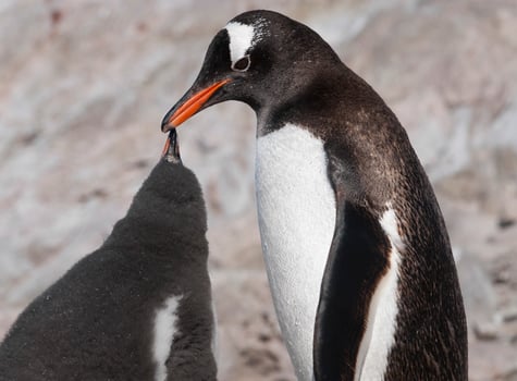 Gentoo Penguin, Neko harbour,Antartica photo