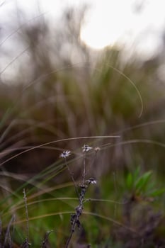Grass in countryside pampas Argentina photo