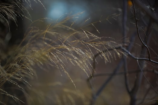 Grass in countryside pampas Argentina photo