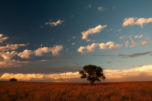 Pampas tree landscape, La Pampa province, Patagonia, Argentina. photo