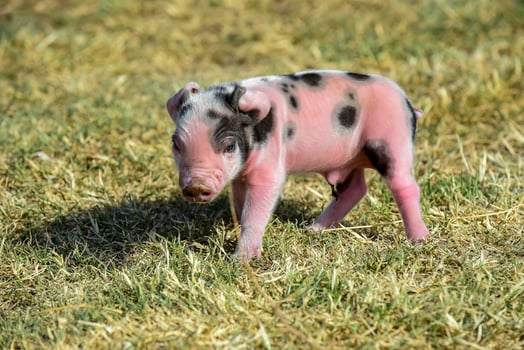 Piglet newborn baby, in farm landscape. photo