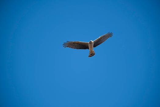 Long winged Harrier in flight, La Pampa province, Patagonia , Argentina photo
