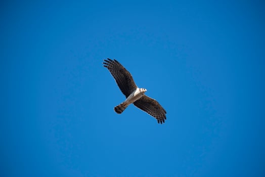 Long winged Harrier in flight La Pampa ia Argentina photo