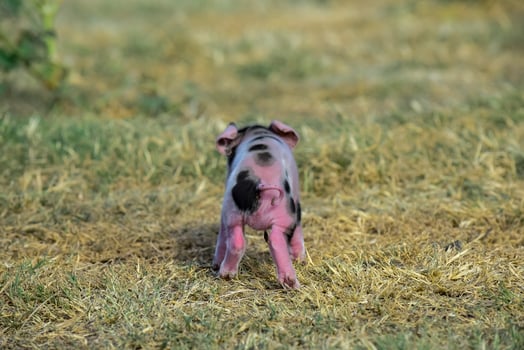 Piglet newborn baby, in farm landscape. photo
