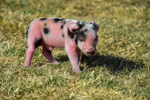 Piglet newborn baby, in farm landscape. photo