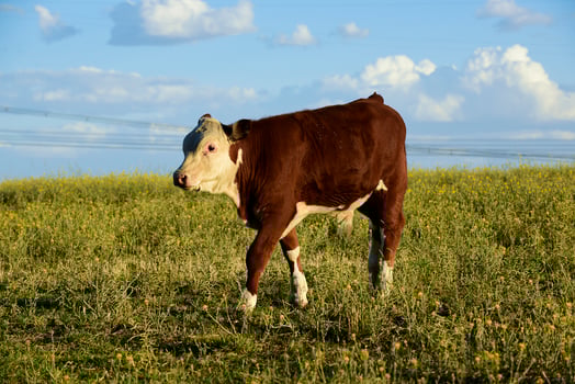 Cattle raising  with natural pastures in Pampas countryside, La Pampa Province,Patagonia, Argentina. photo