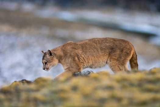 Puma walking in mountain environment, Torres del Paine National Park, Patagonia, Chile. photo