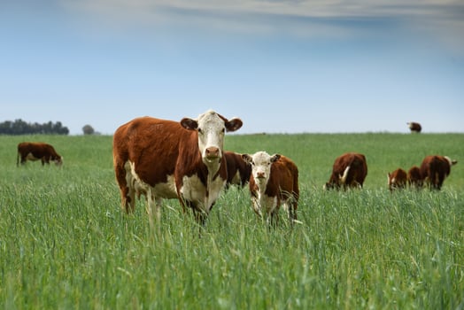 Cattle raising  with natural pastures in Pampas countryside, La Pampa Province,Patagonia, Argentina. photo