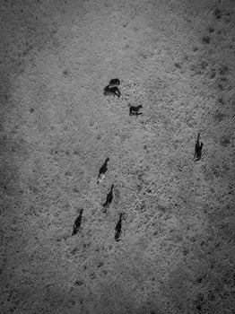 Troop of horses, on the plain, in La Pampa, Argentina photo