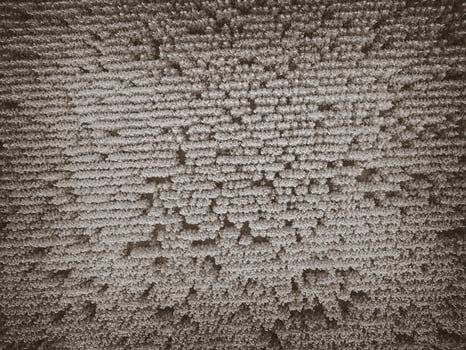 Sunflower cultivation, Aerial view, in pampas region, Argentina photo