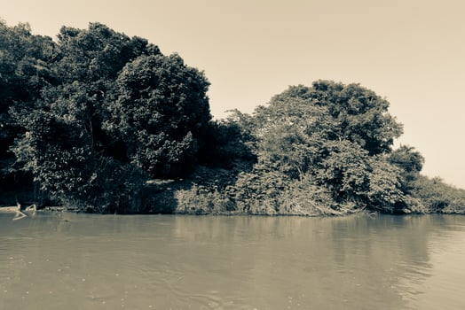 Brazilian Pantanal landscape view photo
