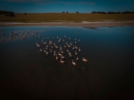 Flamingos in patagonia , Aerial View photo