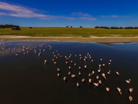 Flamingos in patagonia , Aerial View photo
