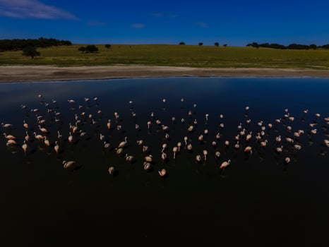 Flamingos in patagonia , Aerial View photo