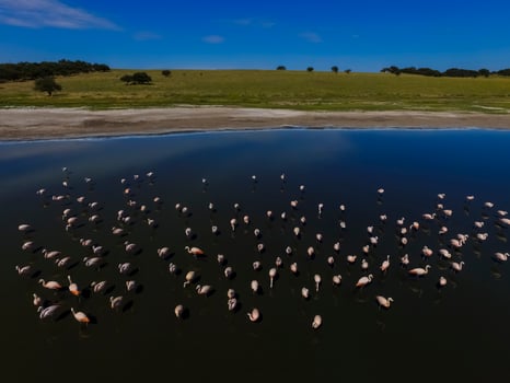 Flamingos in patagonia , Aerial View photo