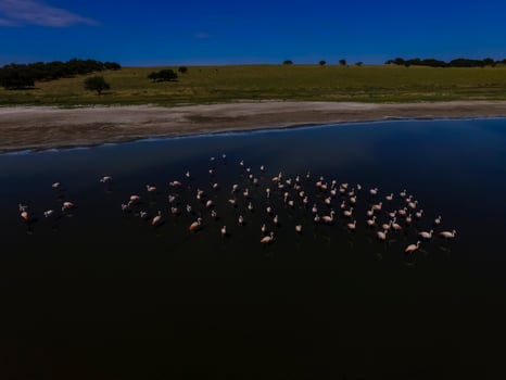 Flamingos in patagonia , Aerial View photo
