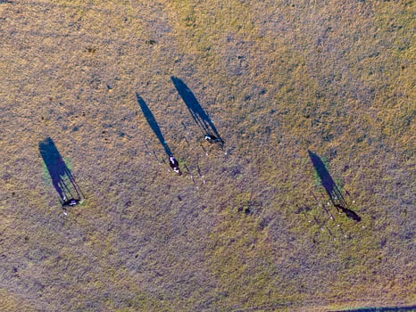 Steers fed with natural grass, Pampas, Argentina photo