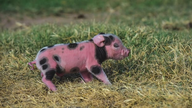 Piglet newborn baby, in farm landscape. photo