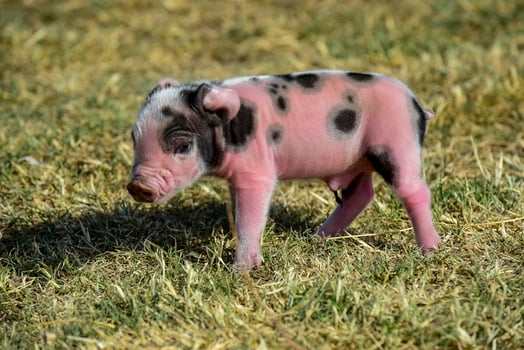 Piglet newborn baby, in farm landscape. photo