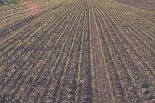 Feed Grass groove, La Pampa , Argentina photo