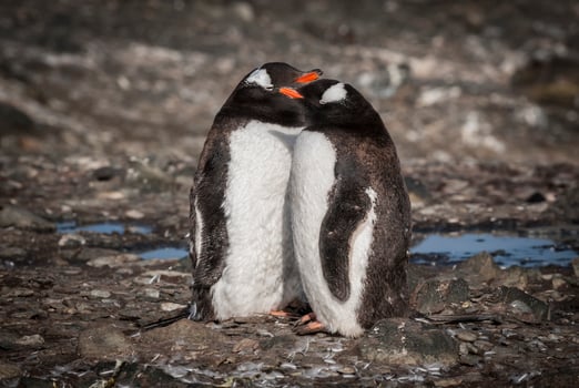 Gentoo Penguin, Antartica photo
