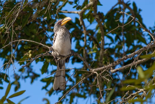Southern yellow billed hornbill photo