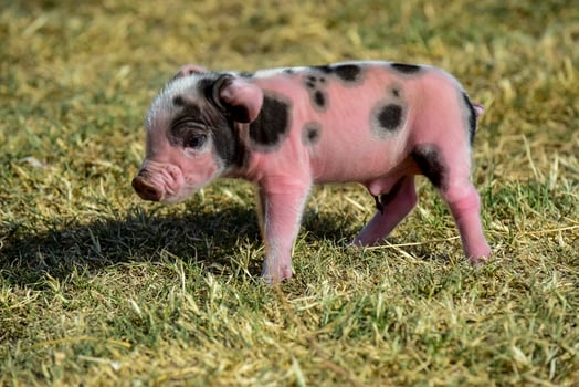 Piglet newborn baby, in farm landscape. photo