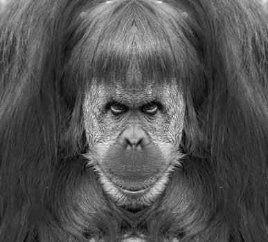 A beautiful black and white portrait of a monkey at close range that looks at the camera photo