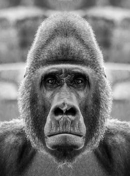 A beautiful black and white portrait of a monkey at close range that looks at the camera. Gorilla photo