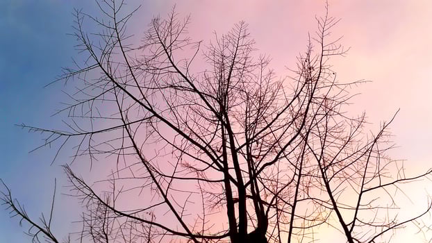 Create beauty landscape, with pink, blue sky looking up leafless tree. Nature atmosphere evening is bright and charming in countryside, Thailand. photo