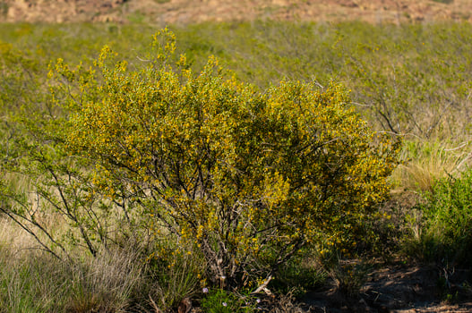 Creosote bush, Lihue Calel National Park, La Pampa, Argentina photo