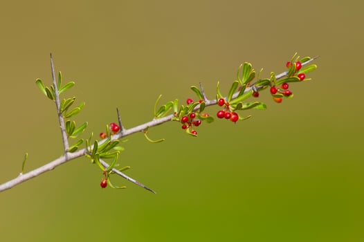 Wild Fruit in semi desertic environment, Calden forest, La Pampa Argentina photo