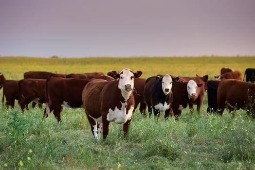 Cattle raising  with natural pastures in Pampas countryside, La Pampa Province,Patagonia, Argentina. photo