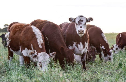 Cattle in the Pampas Countryside, Argentine meat production, La Pampa, Argentina. photo
