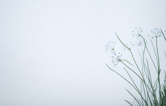 Abstract White Background, White Background, Orange And White Background, Background, photo