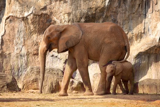 Suckling baby African Elephant with mum. photo
